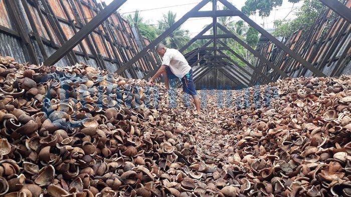 Harga Kopra Maluku Utara: Kopra di Halmahera Utara Naik Rp 200 Rupiah