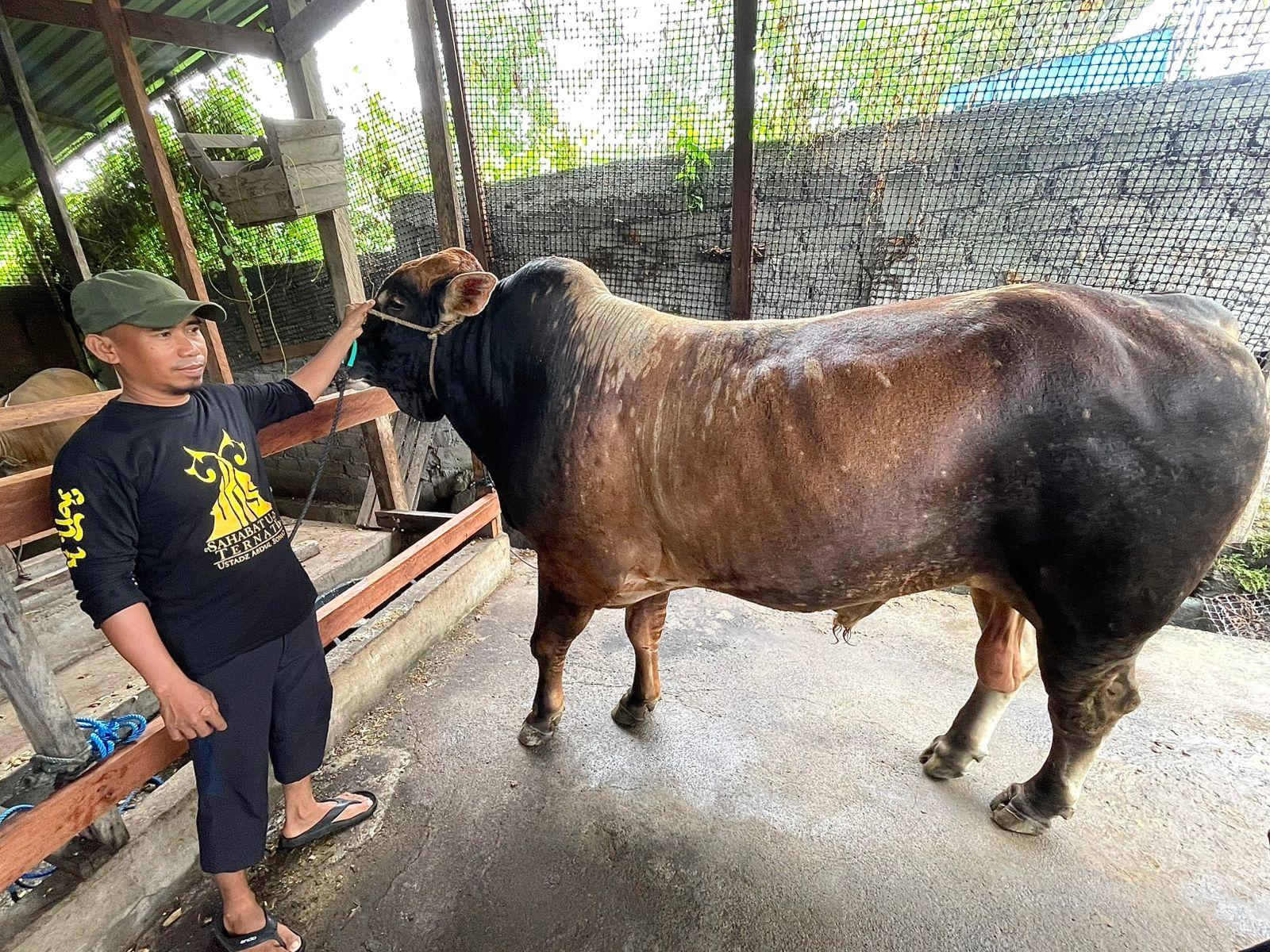 Kamandanu-seekor-sapi-berbobot-850-kg-dari-Presiden-RI-Prabowo-Subianto.jpg