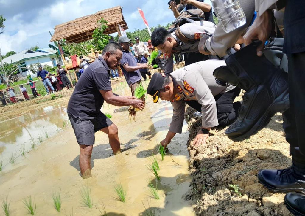 Bersama Warga, Kapolres Halmahera Selatan AKBP Aditya Kurniawan Ikut Tanam Padi