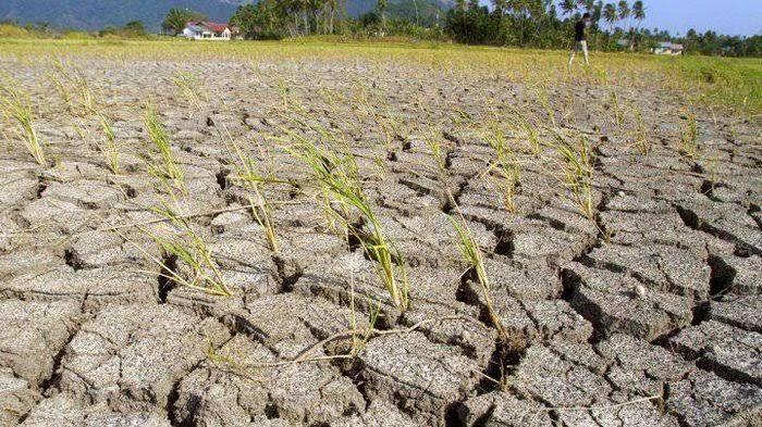 Hadapi Kemarau Panjang, Pemkab Morotai Minta Camat dan Kades Lakukan Ini