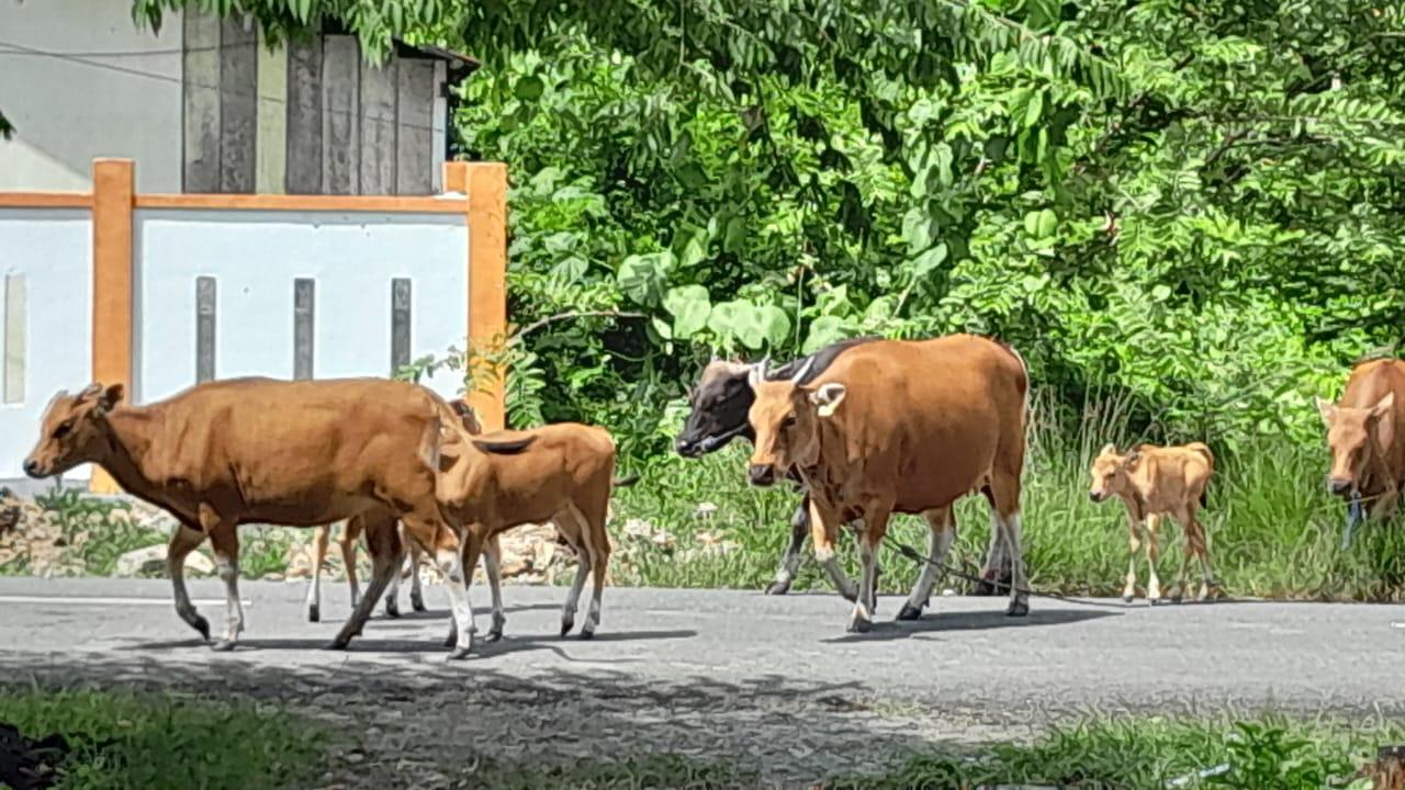 Perda-penertiban-hewan-ternak-Halmahera-Timur-belum-efektif.jpg