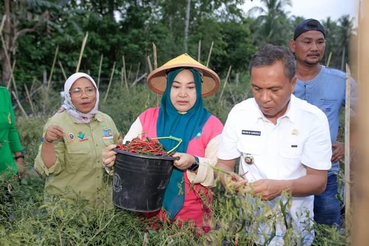 Ikram M Sangadji Apresiasi Kerja Petani Cabai Keriting Halmahera Tengah