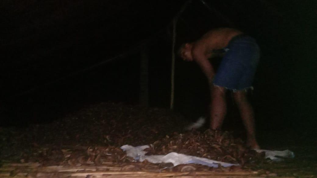 Kisah Petani Kelapa di Halmahera Utara yang Tetap Semangat Mengolah Kopra, Meski Harganya Kian Turun