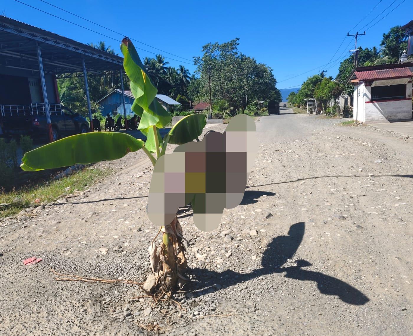 TANAM-PISANG-DI-HALTIM.jpg