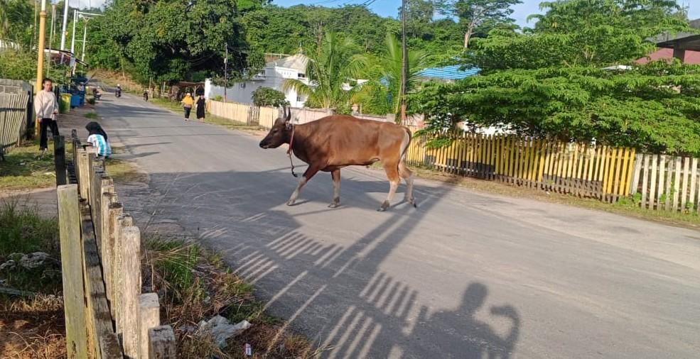 Terlihat-sapi-berkeliaran-bebas-dijalan-Desa-Bobong-Pulau-Taliabu.jpg