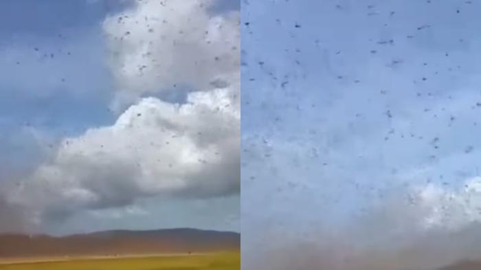 Belalang Kembara Serbu Wilayah Persawahan di Sumba NTT, Apa yang Terjadi? Ini Penjelasan Ahli