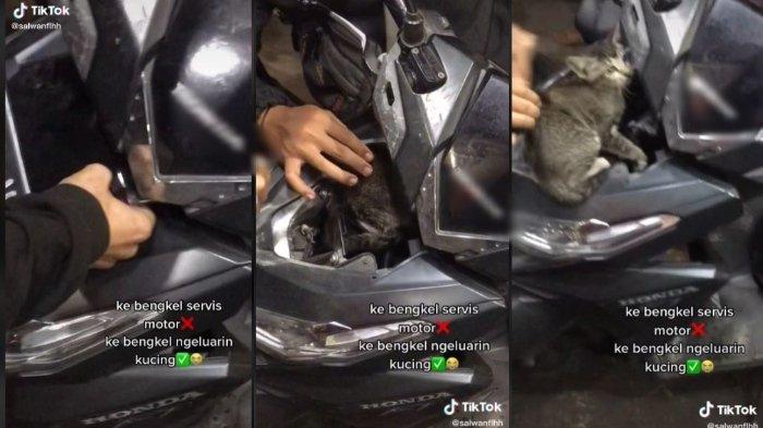 Viral Wanita Temukan Kucing dalam Badan Motor, Sampai Dibawa ke Bengkel untuk Keluarkan si Hewan