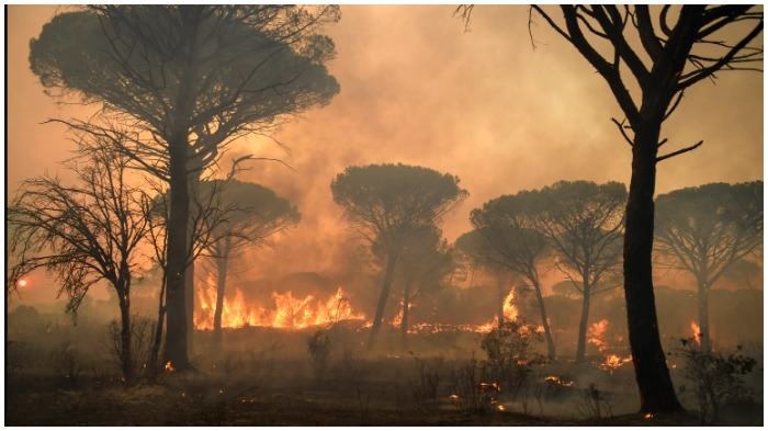Darurat Iklim, Kebakaran Hutan Terjadi di Berbagai Wilayah di Dunia, dari Turki hingga California