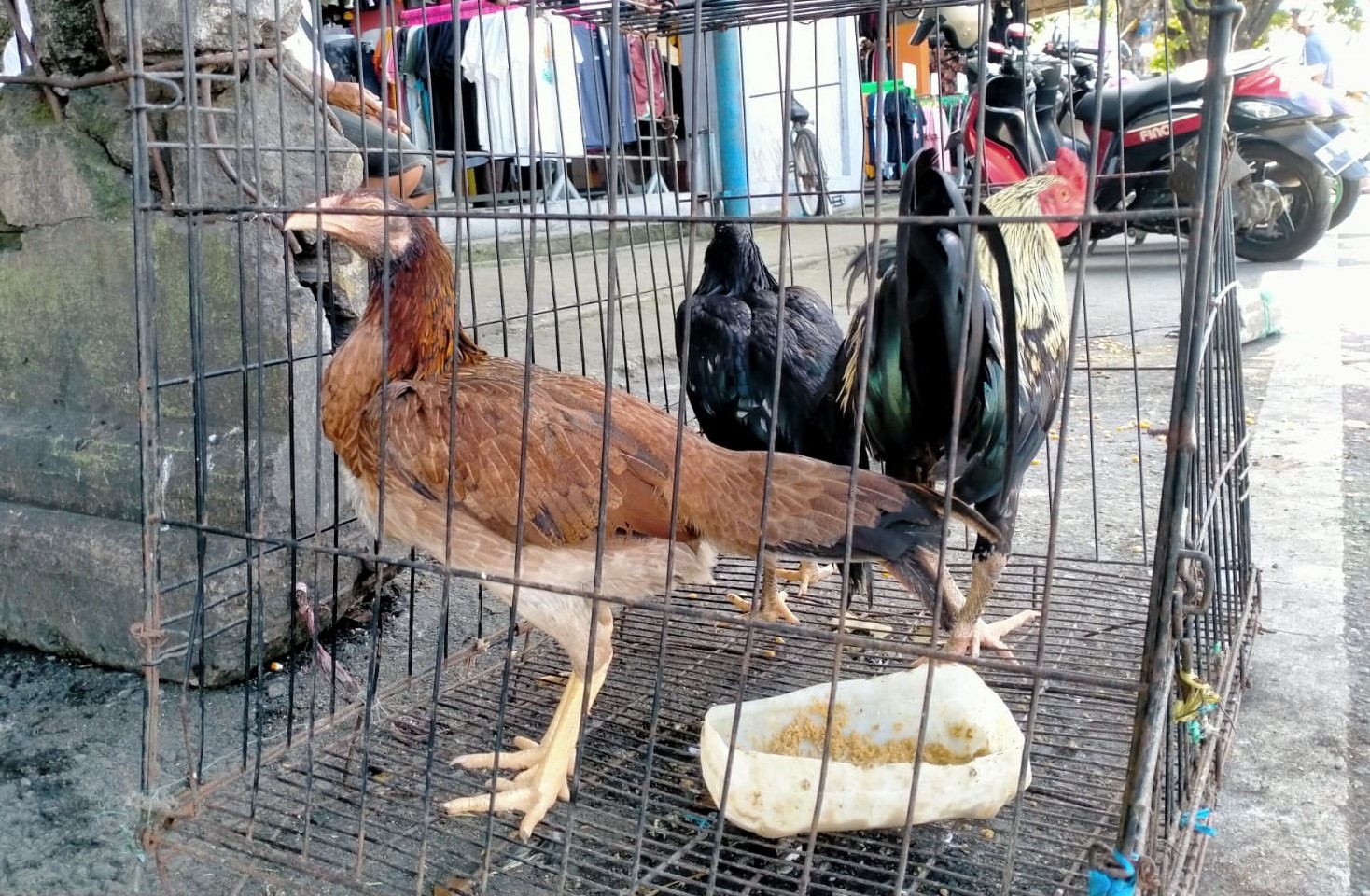 Jelang Idul Adha 2022, Harga Ayam Potong di Ternate Belum Alami Kenaikan, Masih Rp 175 Ribu per Ekor
