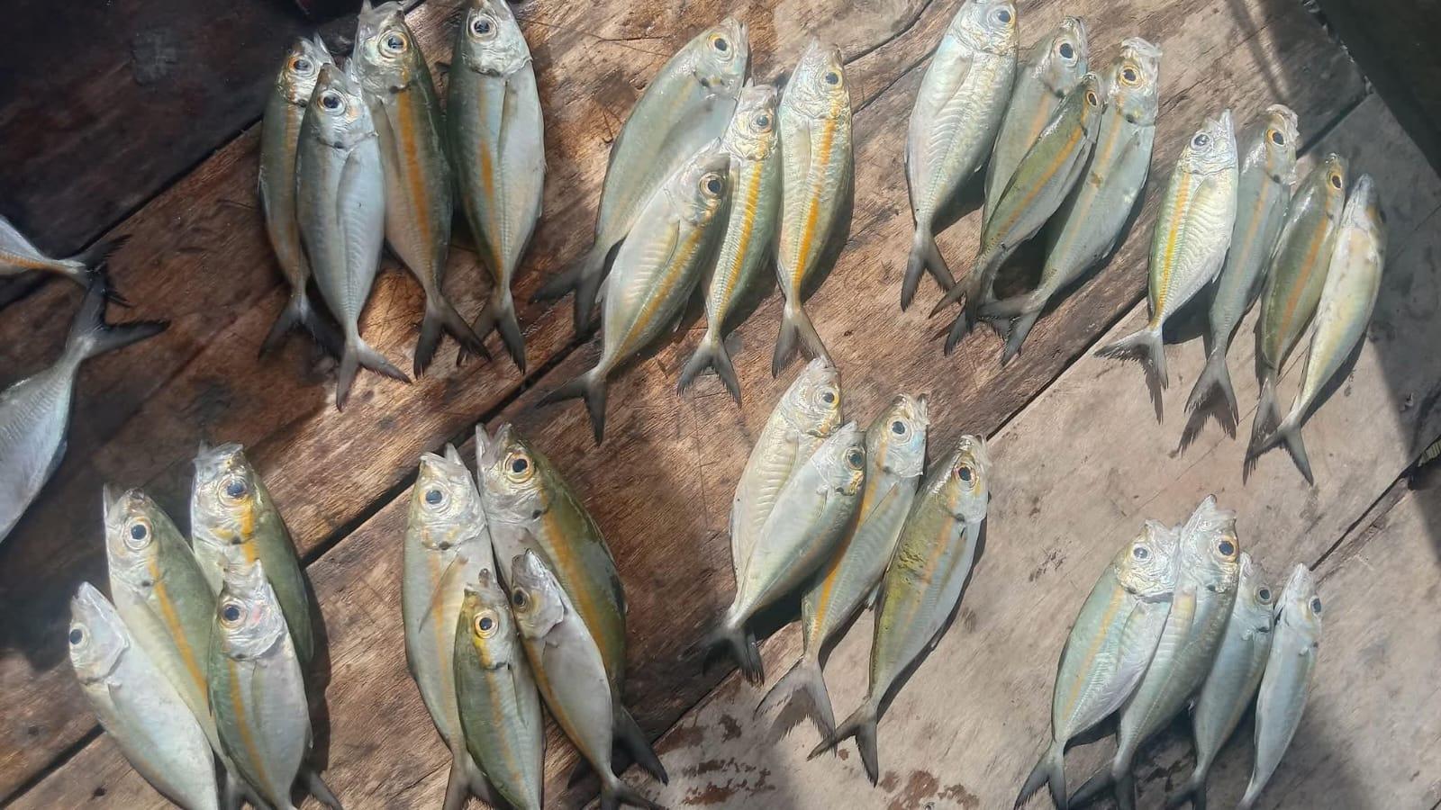 harga-ikan-di-Pulau-Taliabu.jpg
