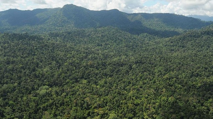 ilustrasi-hutan-kalimantan-di-negara-bagian-sabah-malaysia.jpg