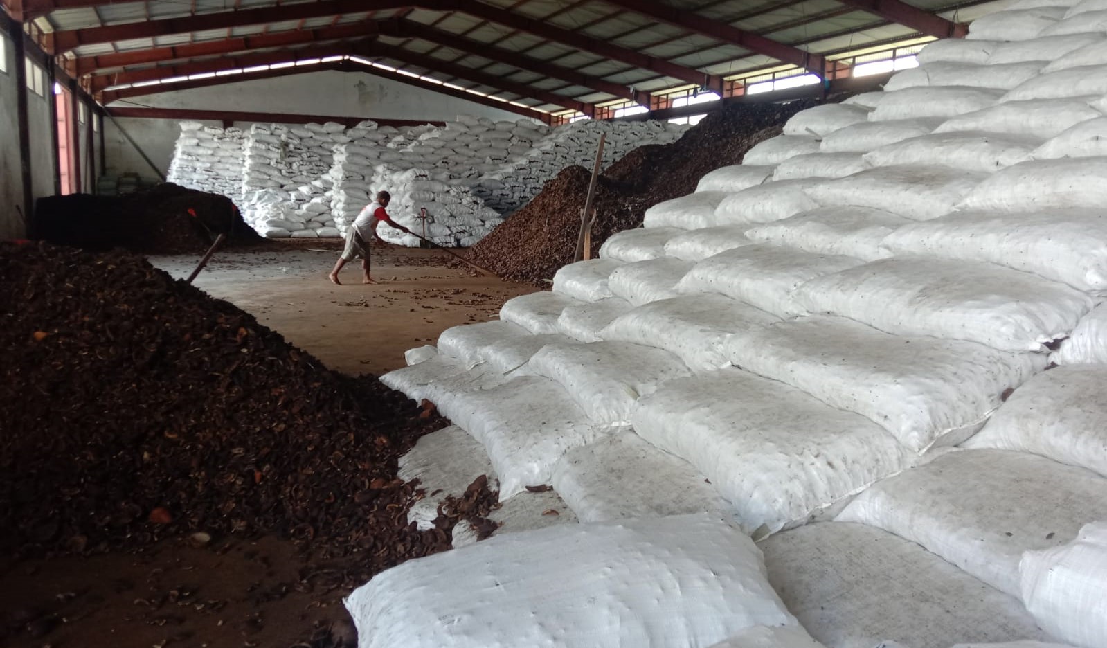 Kabar Baik, Harga Kopra Maluku Utara Naik Menjadi Rp 6.500 Perkilonya