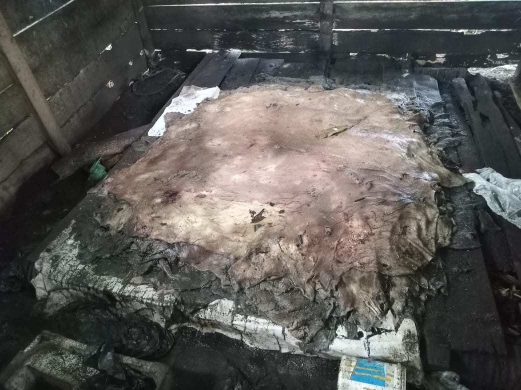 Warga Ternate Dinilai Tidak Tahu Cara Memanfaatkan Kulit Sapi