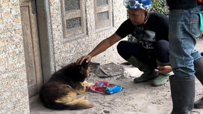 Kisah Nemo, Anjing yang Bertahan 12 Hari di Zona Bahaya Erupsi Gunung Semeru, Setia Tunggu Tuannya