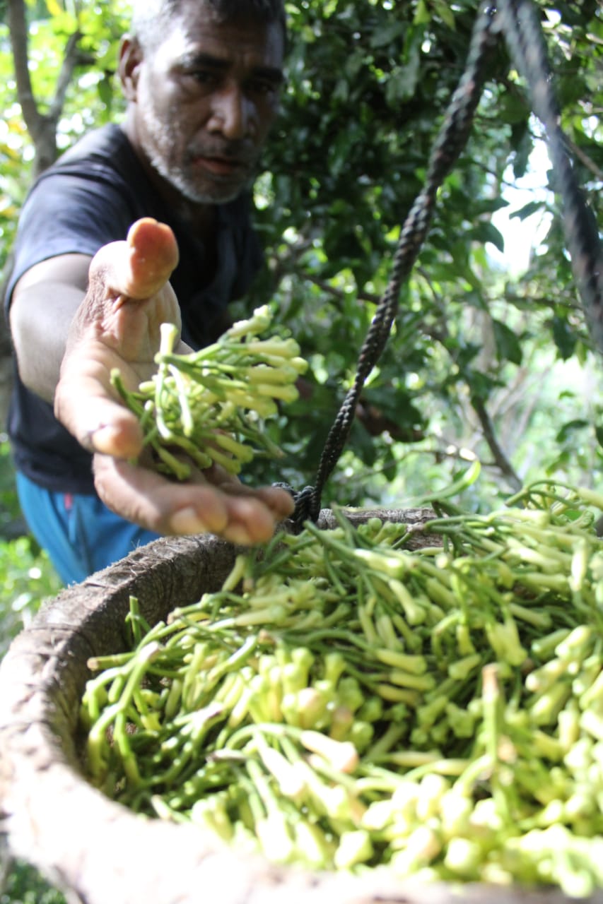 Update Terbaru Harga Rempah di Tidore Jenis Cengkeh, Pala dan Kopra di Tidore, Maluku Utara