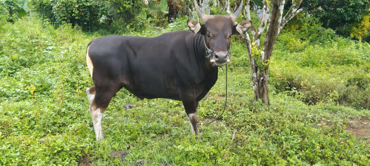 sapi-halbar.jpg