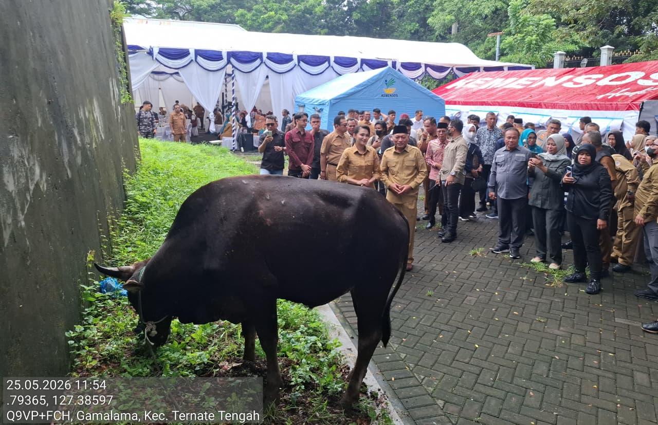 sapi-kurban-prabowo-untuk-ternate.jpg