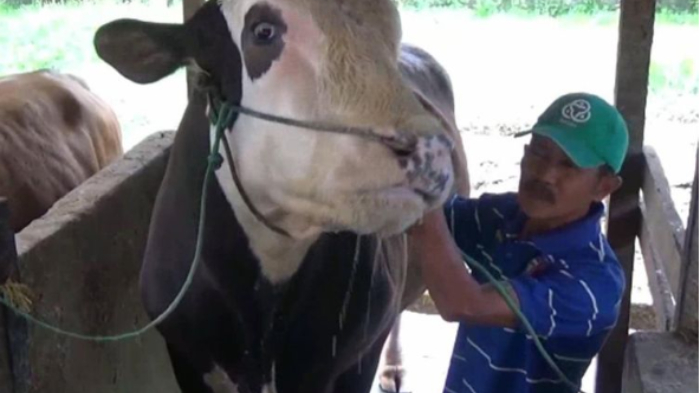 Dari Tidur di Karpet Jutaan hingga Mandi Siang Agar Tak Masuk Angin, Ini Kisah Unik Sapi-sapi Jokowi