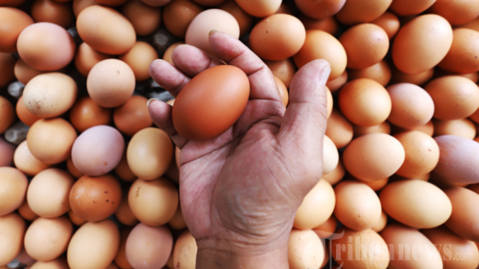 Harga Telur di Ternate Tembus Rp2.700 per Butir