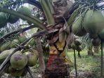 30082023_Kelapabido30.jpg