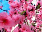 Ilustrasi-rangkaian-bunga-mehwa-atau-bunga-sakura-Imlek-Shio.jpg