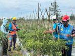 Lokasi-Penanaman-Cabai-Dusun-Waifafu.jpg<pf>Proses-Penyalaan-Listrik-di-Dusun-Waifafu-Kabupaten-Seram-Bagian-Timur.jpg