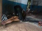 sukiyah-rambutnya-menjadi-sarang-tikus.jpg
