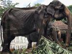 tikiri-gajah-kurus-di-sri-lanka-dilaporkan-telah-mati.jpg