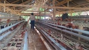 ayam-petelur.jpg
