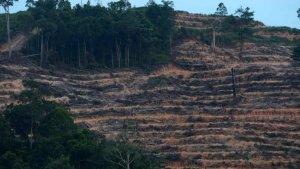 ilustrasi-deforestasi-1752023.jpg
