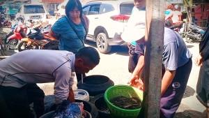 jual-belut22.jpg