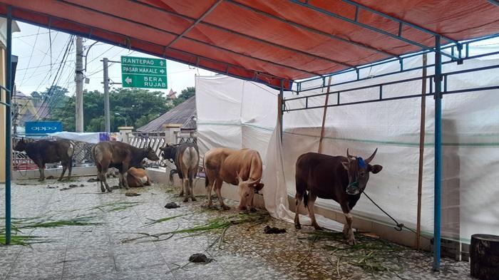 Yayasan Masjid Raya Makale Didistribusikan 300 Kupon Kurban, Diprediksi Akan Bertambah