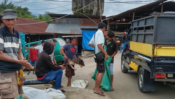 Harga Anak Babi Turun di Pasar Hewan Bolu, Kini Dibanderol Rp 1,3 Huta Hingga Rp 1,5 Juta per Ekor - Tribuntoraja.com