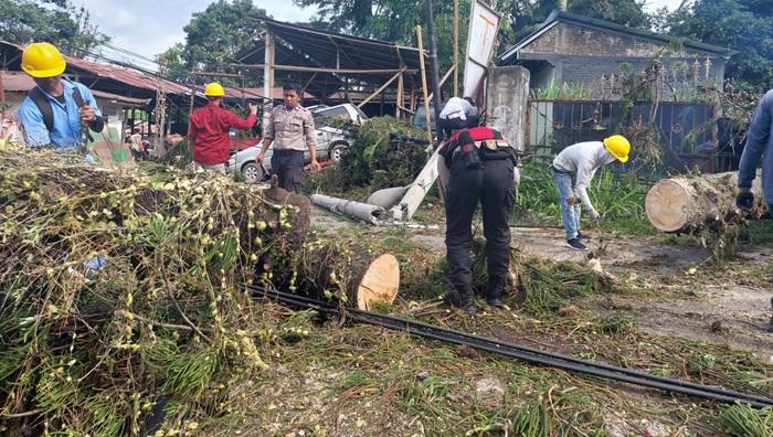 Kronologi Pemotor Tewas Tertimpa Pohon di Lembang Nanggala Toraja Utara