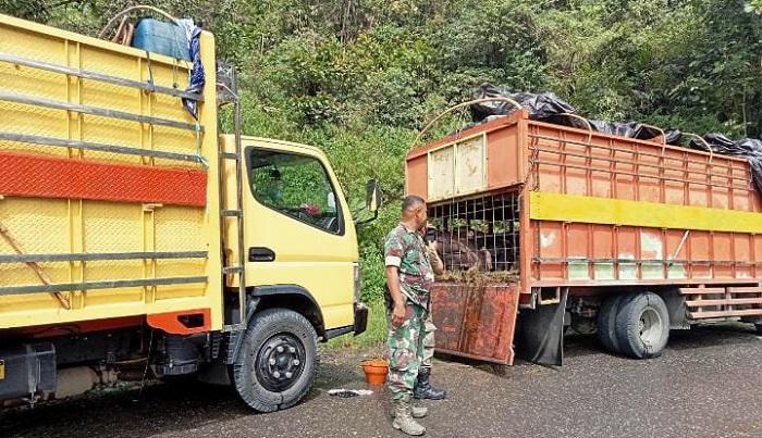 Begini Kronologi Keterlibatan Oknum BIN Jebol Penjagaan ASF di Toraja Utara
