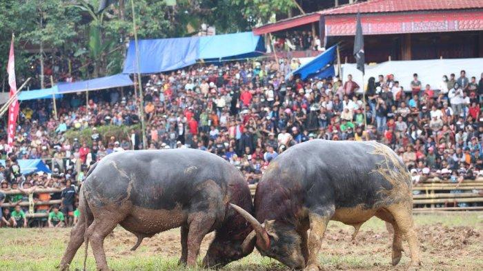 Adu-Kerbau-di-Balusu.jpg