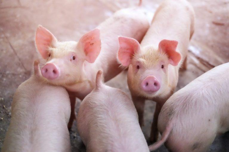 Harga Babi Ternak di Toraja Melambung, Mulai Rp 5 Juta Hingga 20 Juta Per  Ekor - Tribuntoraja.com