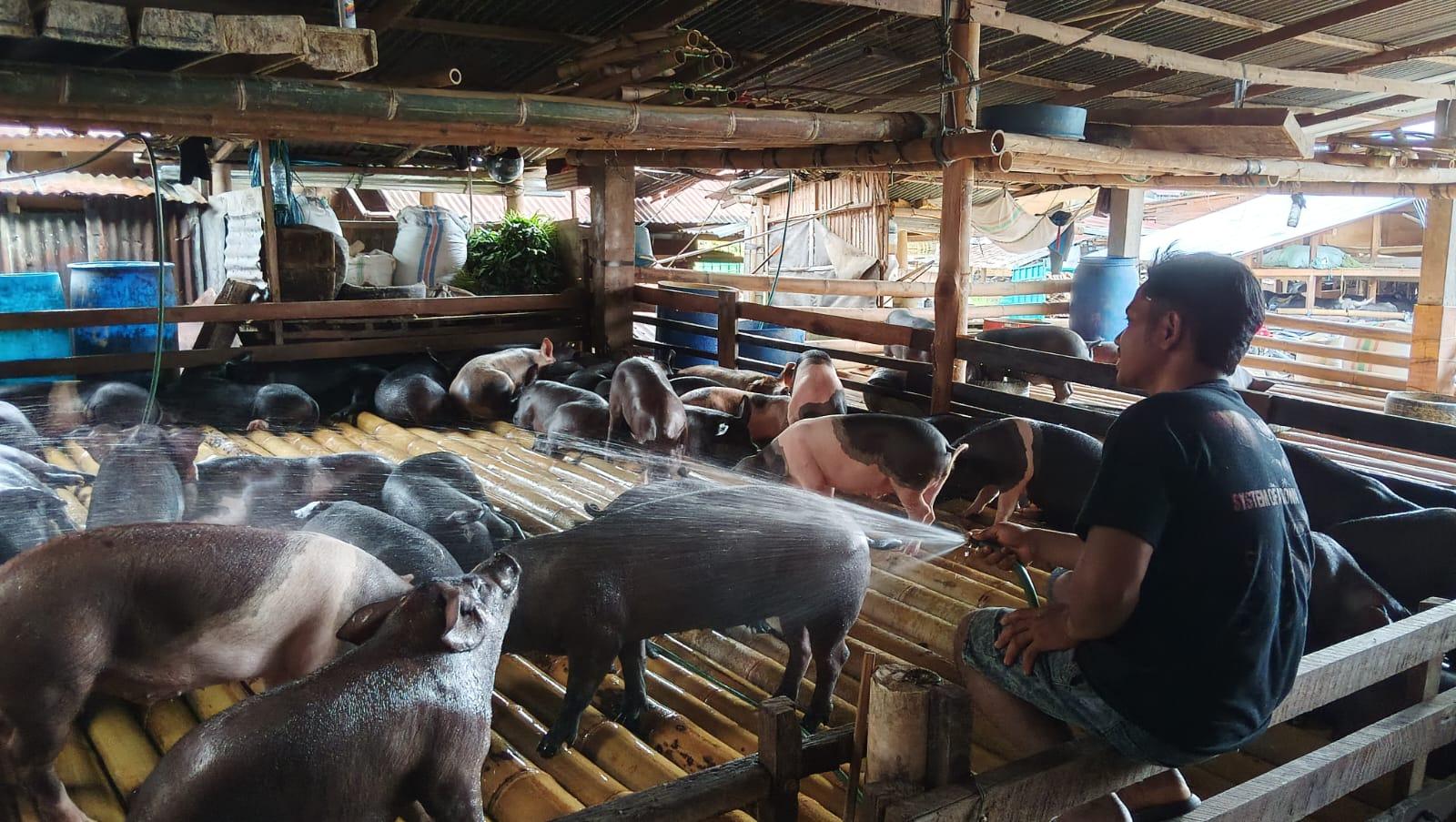 Natal Masih Sebulan Lebih, Harga Babi Sudah Naik di Toraja Utara