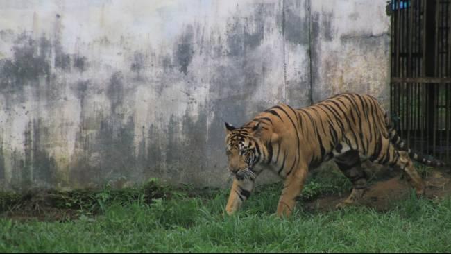 harimau-sumatera-di-medan-zoo-2912024.jpg