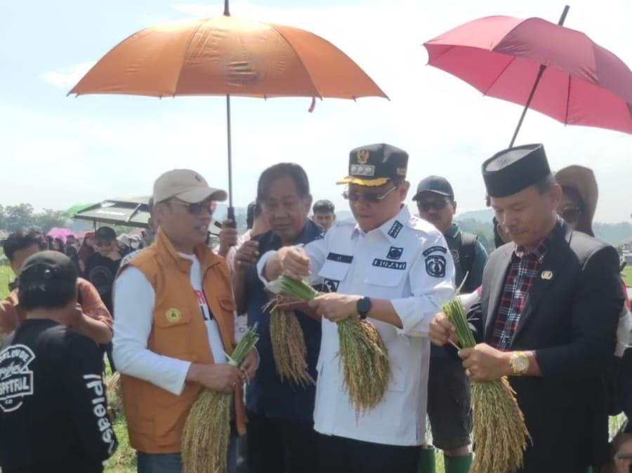 padi-panen-2.jpg