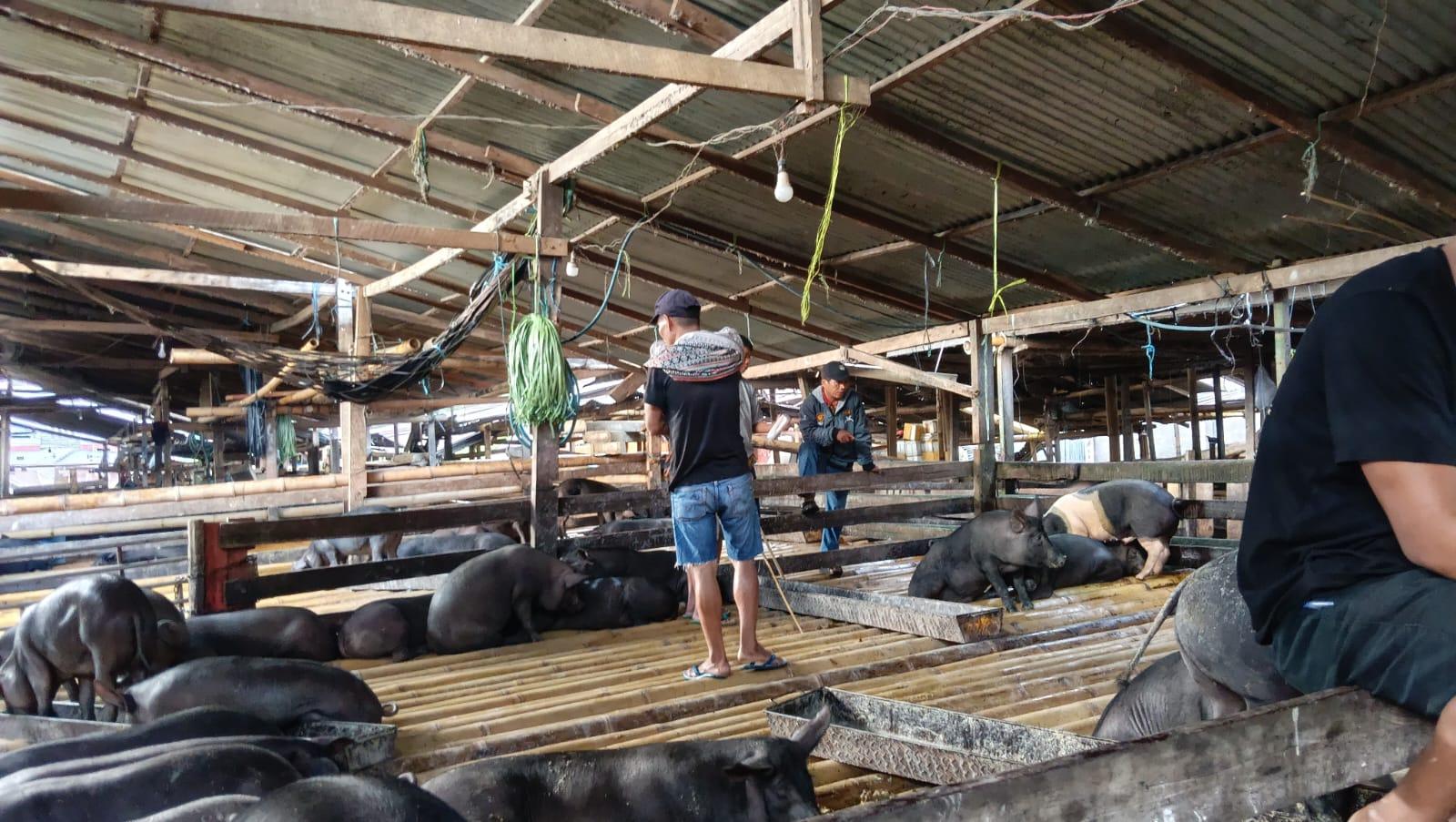 penjual-babi-pasar-bolu-rantepao-toraja-utara-1792025.jpg