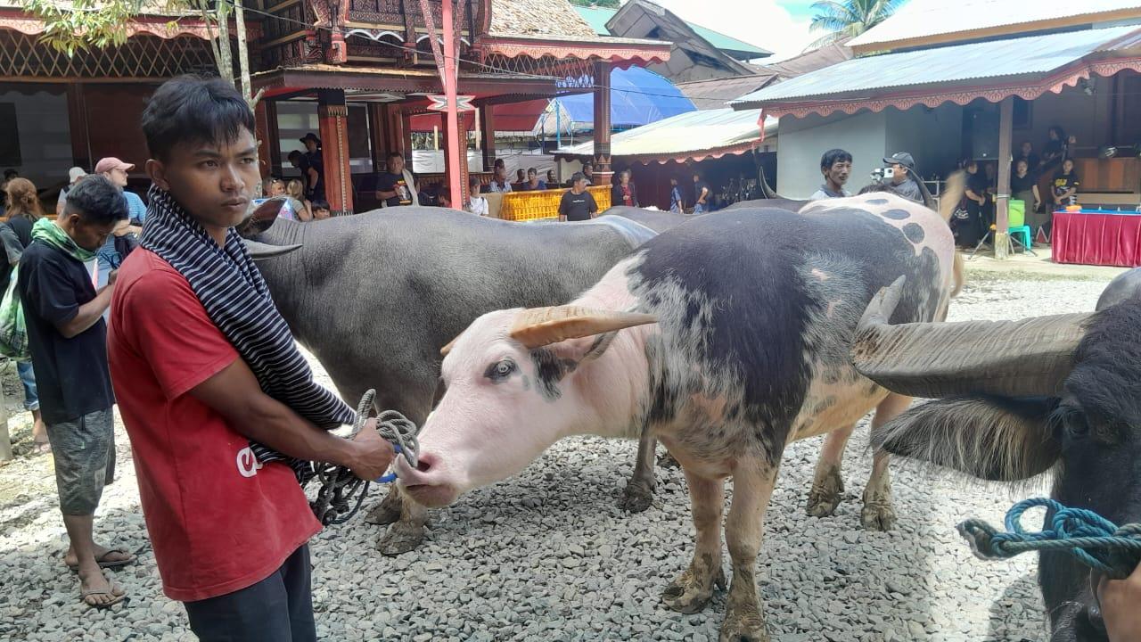 5 Manfaat Daging Kerbau, Baik untuk Anak hingga Ibu Hamil