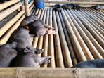 07082025_babi_Toraja.jpg