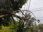 pohon-bambu-tumbang-timpa-kabel-listrik-1432025.jpg