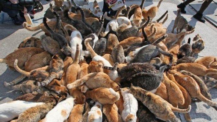 11 Pulau Kucing Paling Populer di Jepang, Dijamin Buat Cat Lovers Betah Liburan di Sana