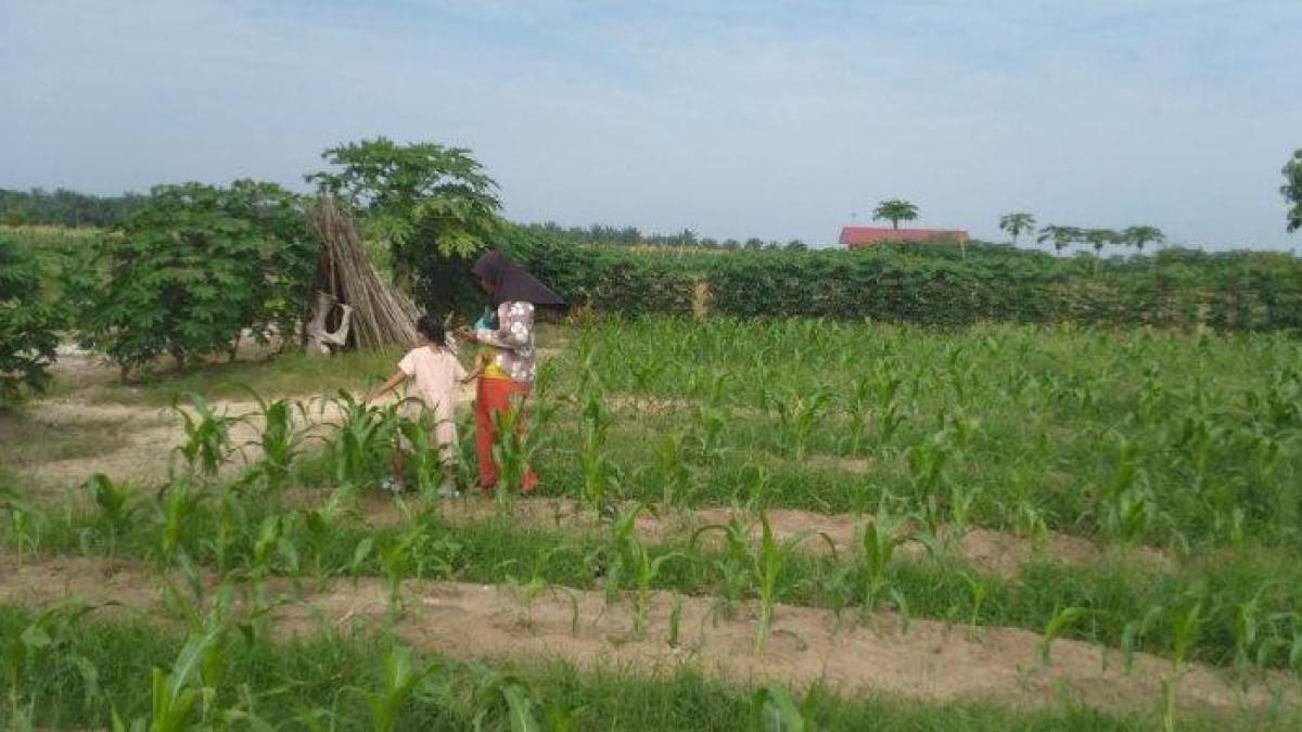 AGROWISATA - SiCANTIG atau Lokasi Cadangan Pangan Terintegrasi di Rumbai Barat Pekanbaru merupakan wisata yang menawarkan wisata berbeda dari biasanya.