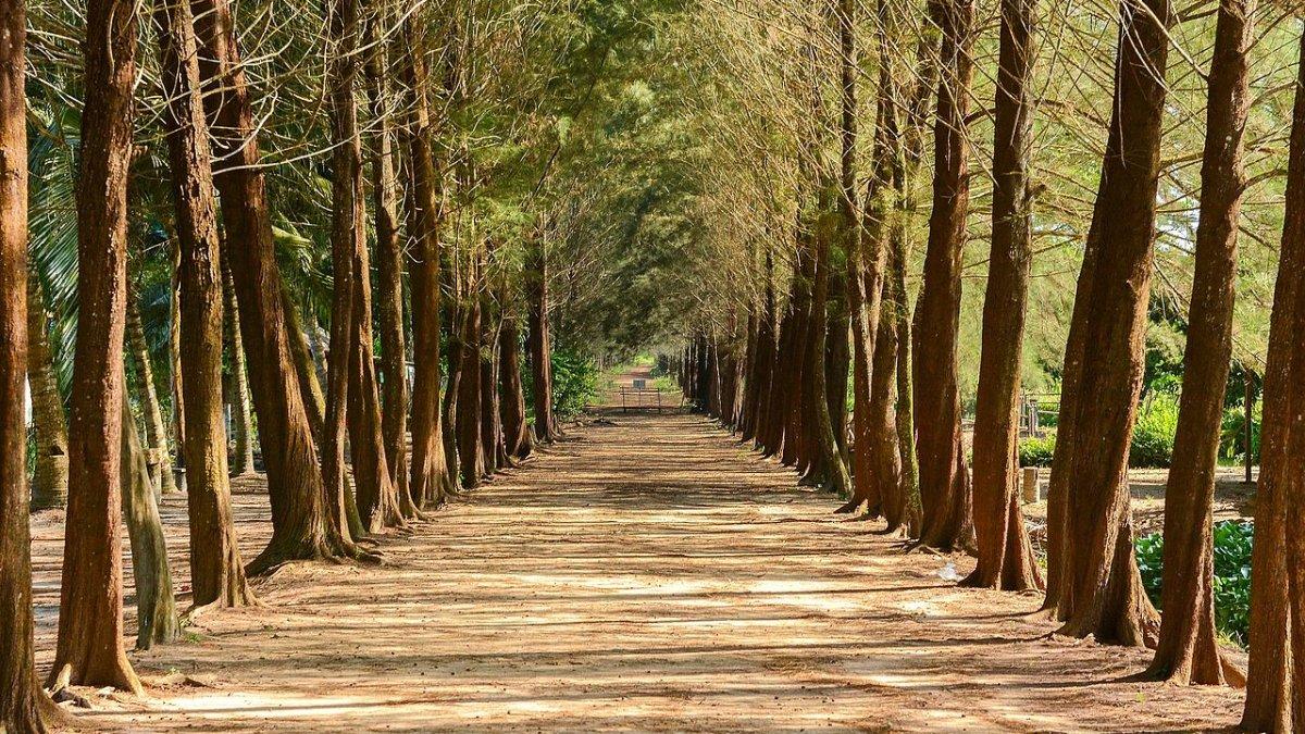Bangka Botanical Garden, satu tempat wisata hits di Pangkalpinang, Bangka Belitung.