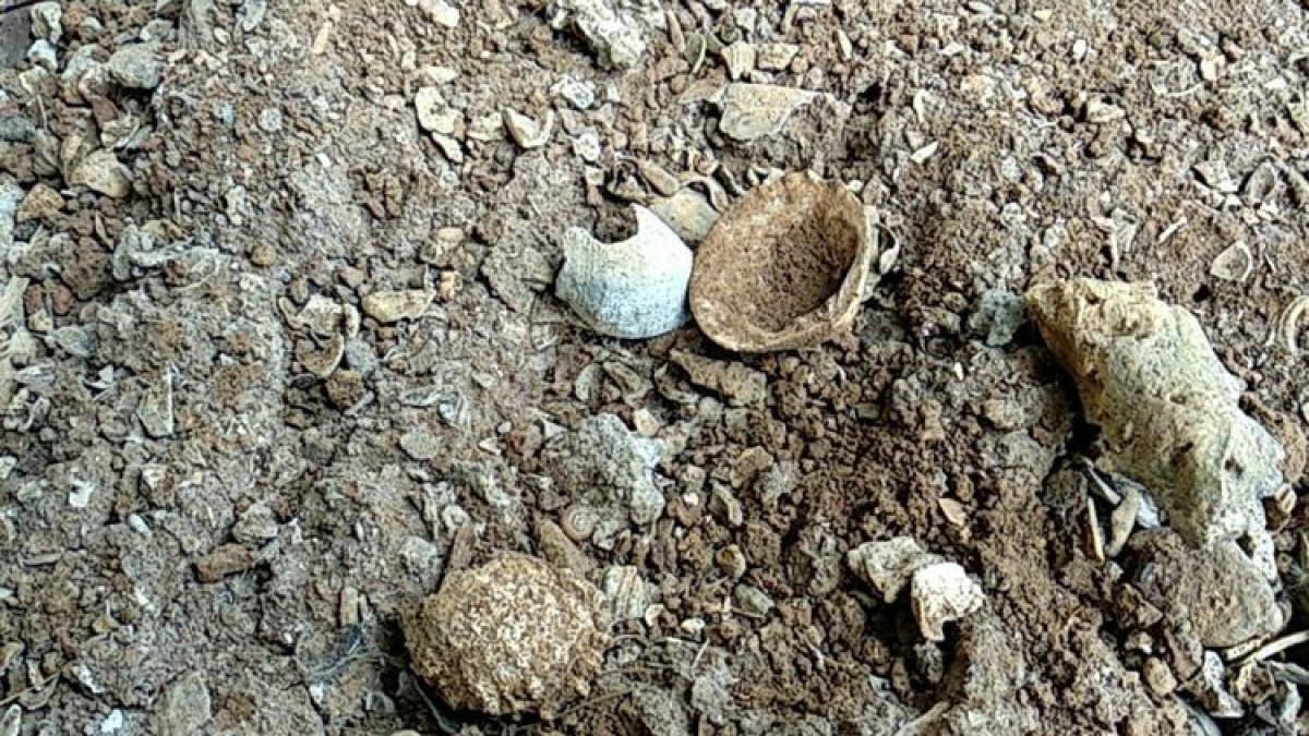 Beberapa Kulit Kerang yang ada di Song Pedang, Gunungkidul, Jogja