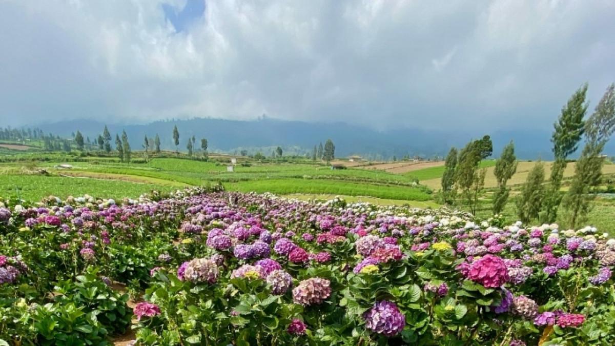 Brakseng, spot wisata alam di Kota Batu, Jawa Timur yang dipenuhi hamparan bunga.