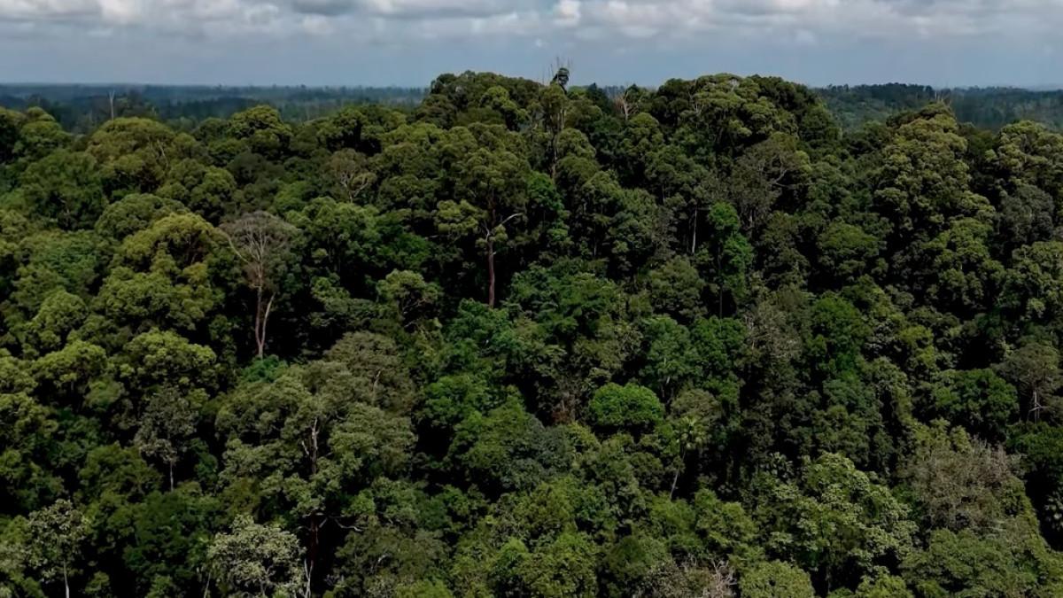 Bukit Bangkirai di Kutai Kartanegara buat liburan akhir tahun bareng keluarga